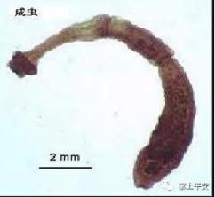 辣椒钻心虫防治方法有哪些？如何有效控制辣椒心虫的发生和蔓延