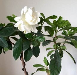 栀子花树养护技巧有哪些？如何让栀子花开得更美