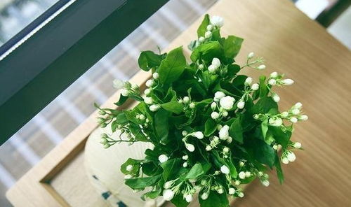 茉莉花：不畏炎炎夏日 依旧娇艳