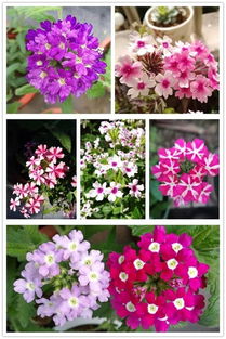 小白也嫩养爆花