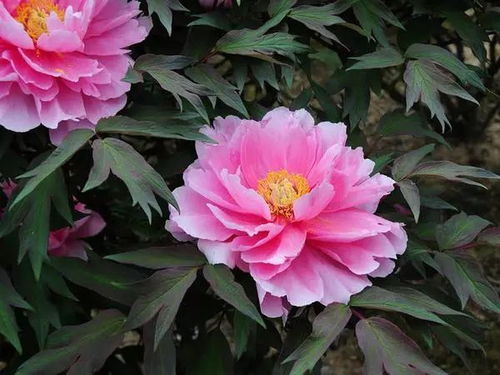 嫁接牡丹， 技艺高超