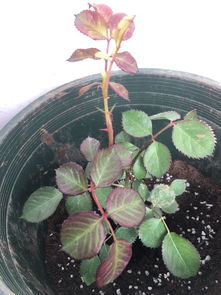 月季叶子的实用价值