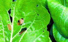 农药残留的原因