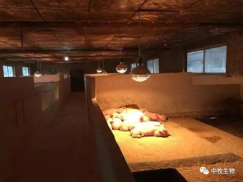 北方特色节能猪舍，冬季保暖夏季通风