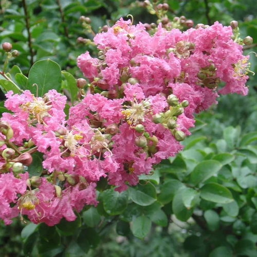 罗汉松、紫薇等耐寒植物的选择