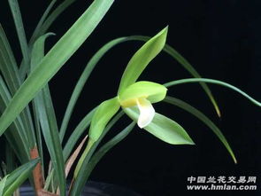 兰花春天开？还是秋天绽放
