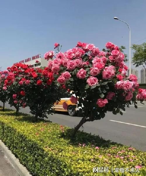 备土挖坑：为月季打造舒适的家园