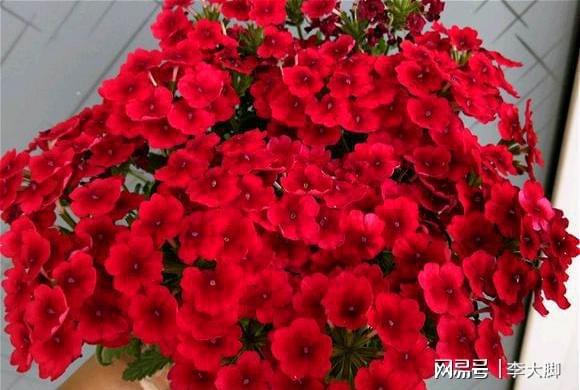 不爱落的花有哪些？