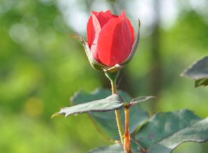 玫瑰苗修剪，别剪成“秃头”啦！