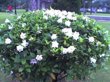 栀子花的北国之旅：如何让它平安过冬