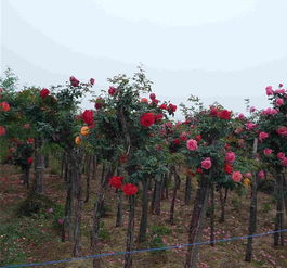 大型月季树的特色