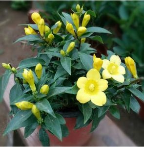 法国香水茉莉如何种植？需要注意哪些养殖技巧和注意事项