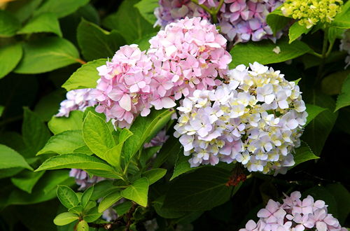 了解阴绣球的小秘密