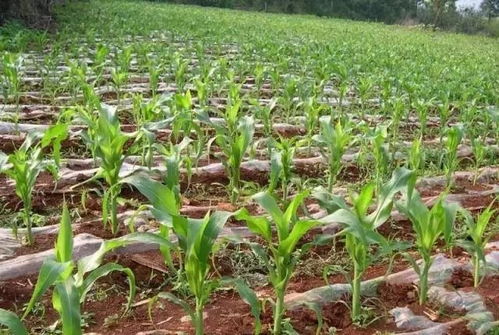 玉米地里的秸秆Neng喂牲畜吗？