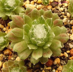 药用菊花种植小贴士