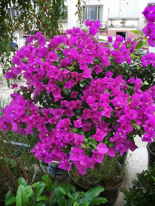 三角梅不开花？试试这样修剪