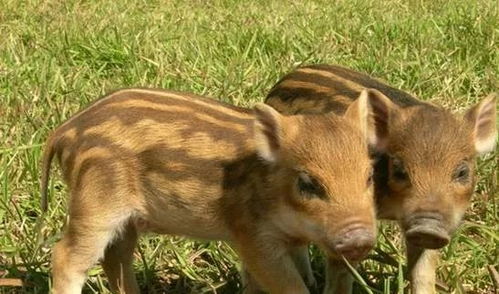 《野猪养殖技术指南》升级版