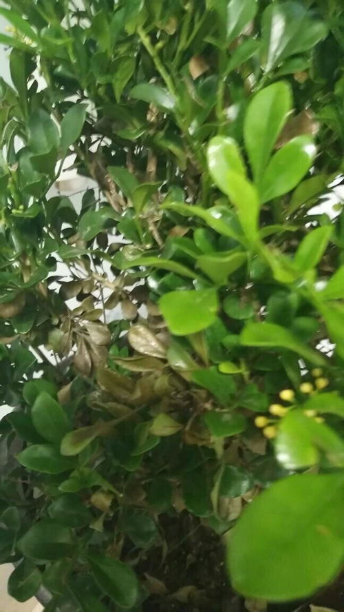 米兰掉叶，是缺水还是病虫害