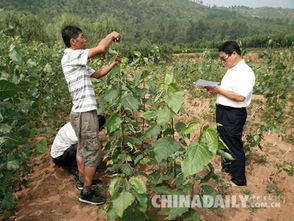 广西林业局“铁拳2020”行动：打击假冒伪劣油茶种苗与侵犯新品种权