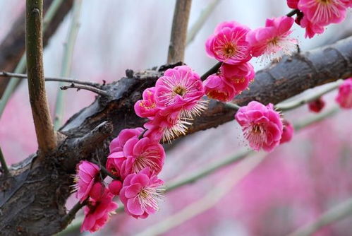 “花开姐妹情深，哪种花最能代表真挚友谊的美丽密码呢