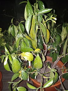 狗牙花大量掉叶，是何原因导致