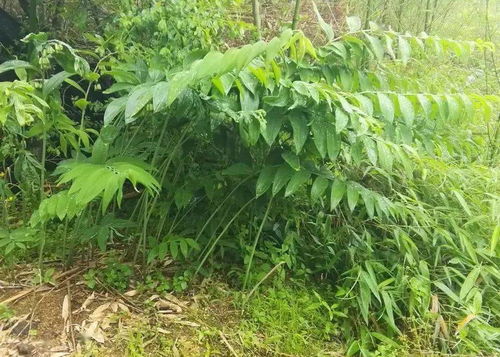 黄精最佳种植时间是什么季节最适宜