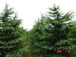 20年雪松与30年雪松：价格大不同，哪种geng适合Zuo家具？