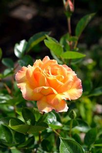 巴黎少女月季的花期揭秘