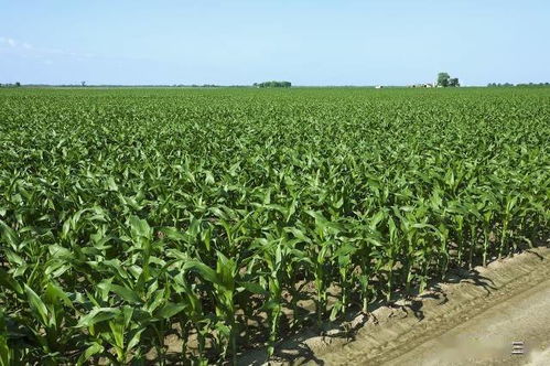 连翘，你还Neng长吗？