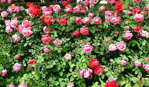 青岛崂山月季花开， 花香四溢引游客