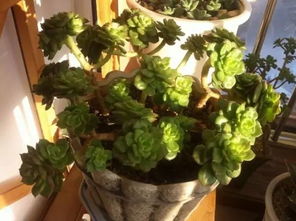 硬核选手， 零下10℃照样绿