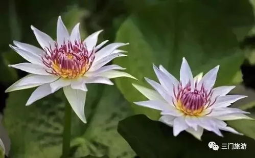 睡莲泡茶， 助眠的温柔拥抱