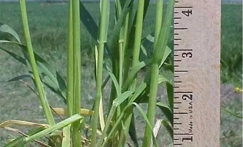 小麦生长期间的管理和保护