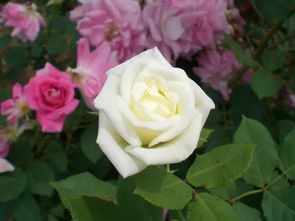 法桐树的历史背景