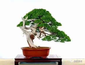 四、过度关心盆景