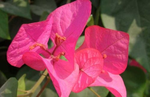 合理浇水， 保持土壤湿润