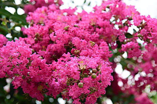 紫薇花的发芽时间