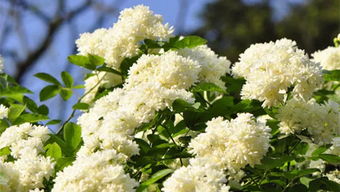 野花组合的种植与养护