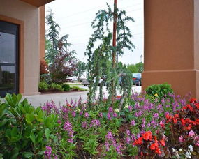 俄克拉荷马月季：一朵花的传奇故事