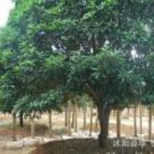 园林苗木价格的重要性