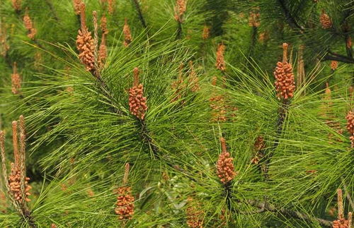 马尾松种植的适宜地区