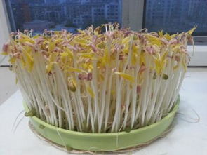 豆芽的食用部分