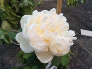 格拉米斯城堡月季的花期是多久？