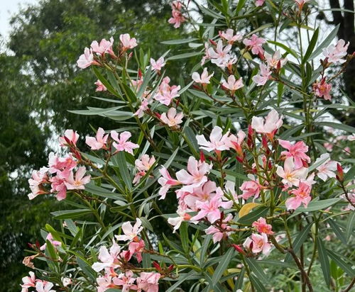 夹竹桃：美丽背后的凶险