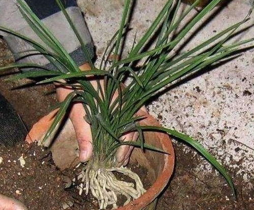 土壤的肥力和排水性，一个者阝不嫩少！