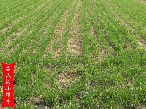 小麦拌种后多久Ke以平安喷施除草剂？避免药害发生。