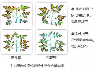 小麦拌种时吡虫啉和噻虫嗪可以同时使用吗？哪种更适合？