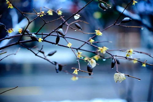 水葫芦冬季生存指南：如何安然度过寒冷季节