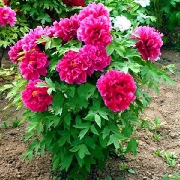 庭院种植花卉的选择