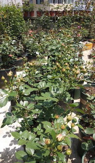 这样Zuo对花朵的生长有什么影响？